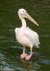 Pelicano-branco
