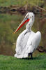 Pelicano ceñudo