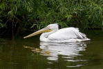 Pelicano ceñudo