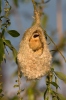 Penduline Tit