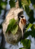 Penduline Tit