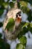 Penduline Tit