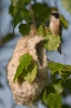 Penduline Tit