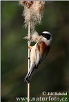 Penduline Tit