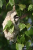 Penduline Tit