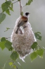 Penduline Tit