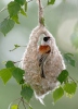 Penduline Tit