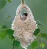 Penduline Tit