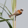 Penduline Tit