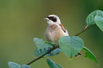 Penduline Tit