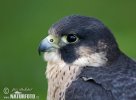Peregrine