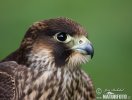Peregrine
