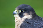 Peregrine