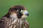 Peregrine