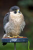 Peregrine