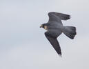 Peregrine