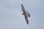 Peregrine