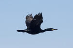 Phalacrocorax aristotelis