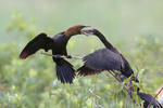 Phalacrocorax pygmaeus