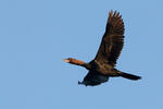 Phalacrocorax pygmaeus