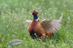 Pheasant