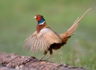 Pheasant