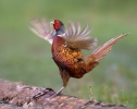 Pheasant