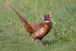 Pheasant