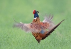 Pheasant