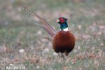 Pheasant