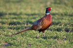 Pheasant