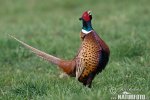 Pheasant