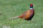 Pheasant