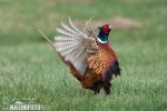 Pheasant