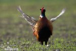 Pheasant