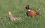 Pheasant