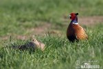 Pheasant