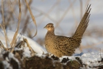 Pheasant