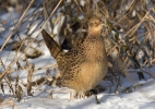 Pheasant