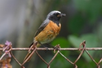 Phoenicurus phoenicurus