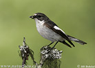 Pied Flycatcher