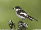 Pied Flycatcher