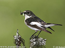 Pied Flycatcher