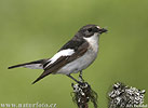 Pied Flycatcher