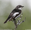 Pied Flycatcher