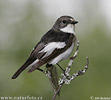 Pied Flycatcher