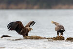 Pigargo europeo