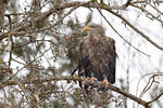 Pigargo europeo
