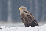 Pigargo europeo