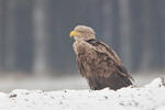 Pigargo europeo